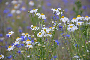 canvas-print-wild-flower-meadow