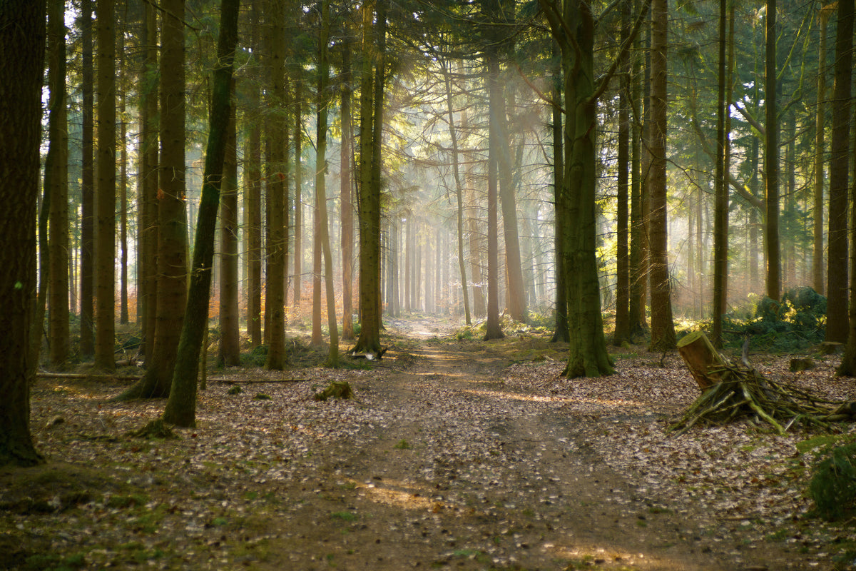 poster-print-forest-run