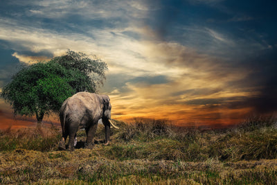 poster-print-the-elephant-in-the-sunset