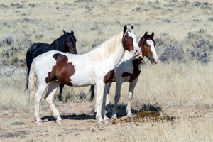 3-piece-canvas-print-3-wild-horses