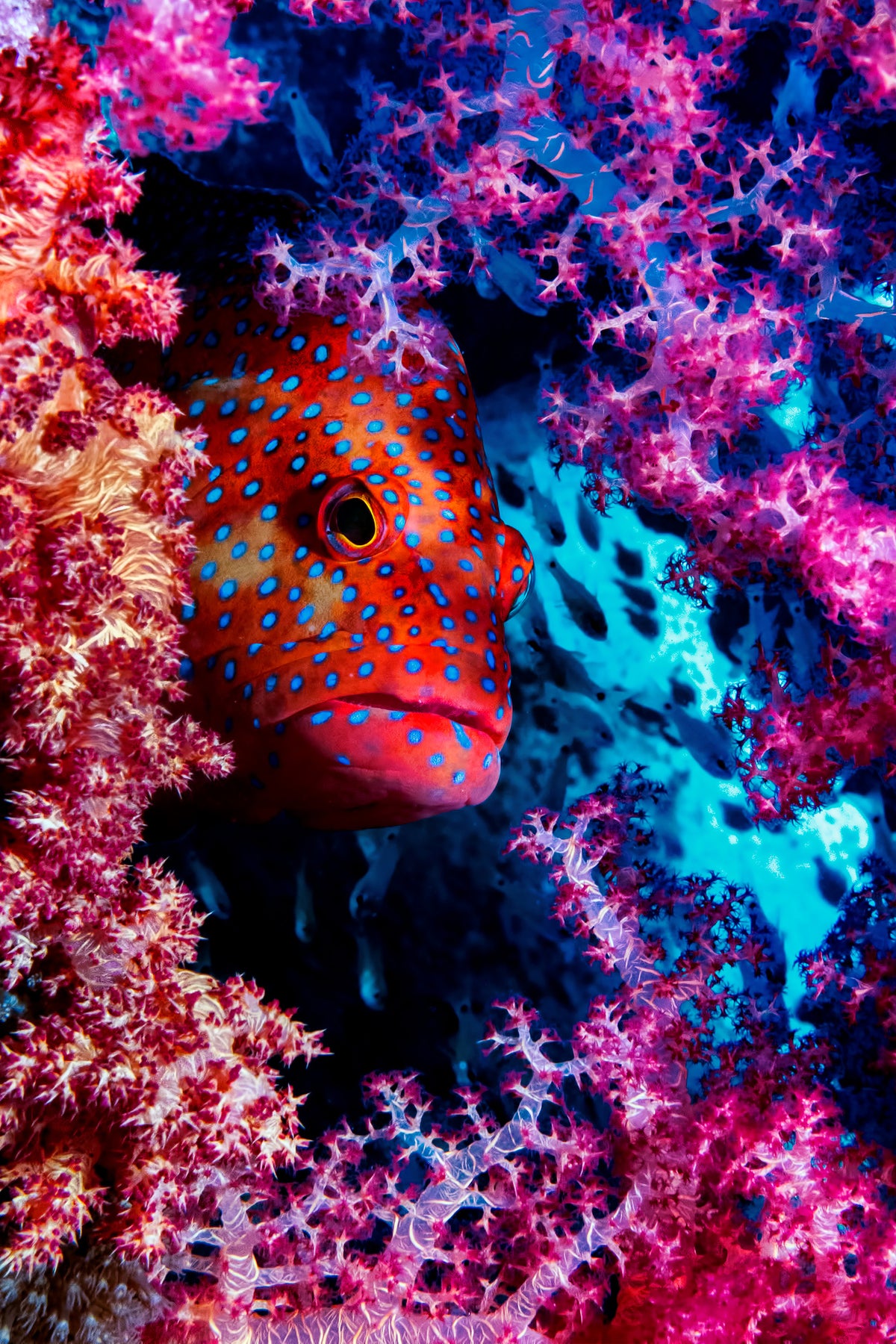 canvas-print-coral-hind-x