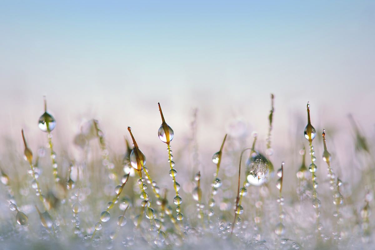 modern-3-piece-aluminium-print-the-dew-drops