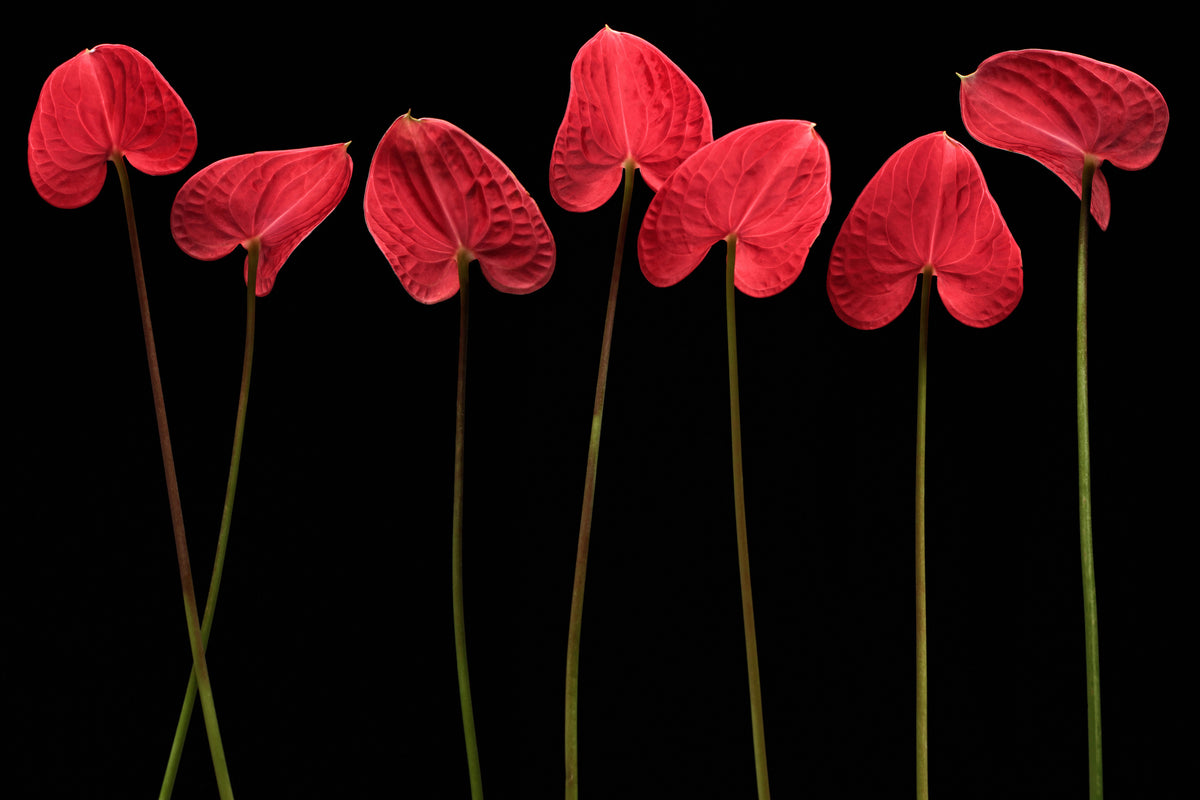 canvas-print-botanical-hearts