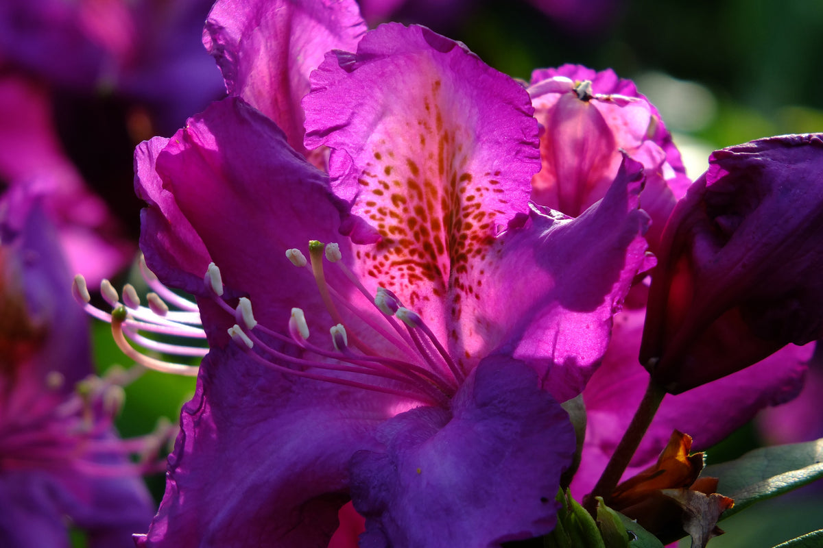 aluminium-print-the-rhododendron