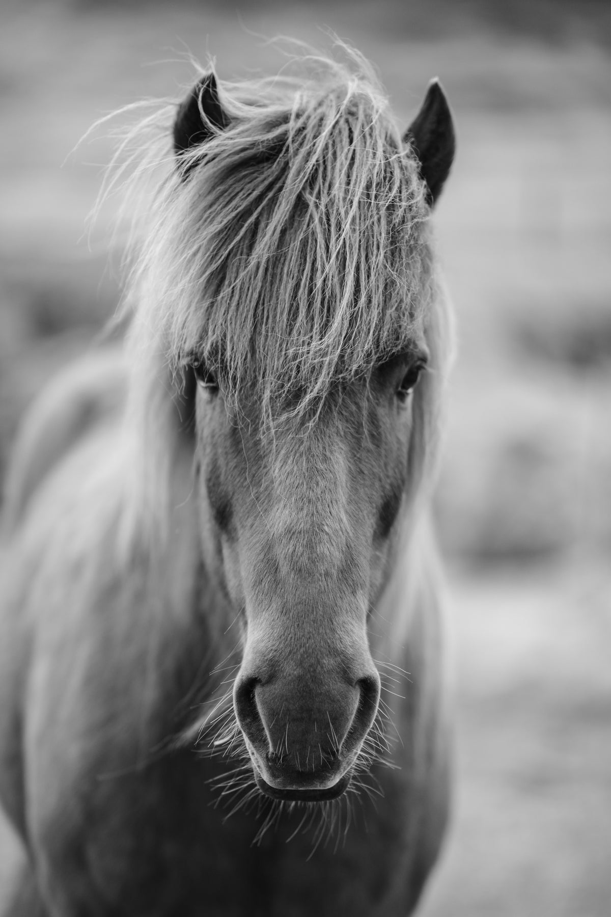 framedposter-print-horse-being-at-the-corridor