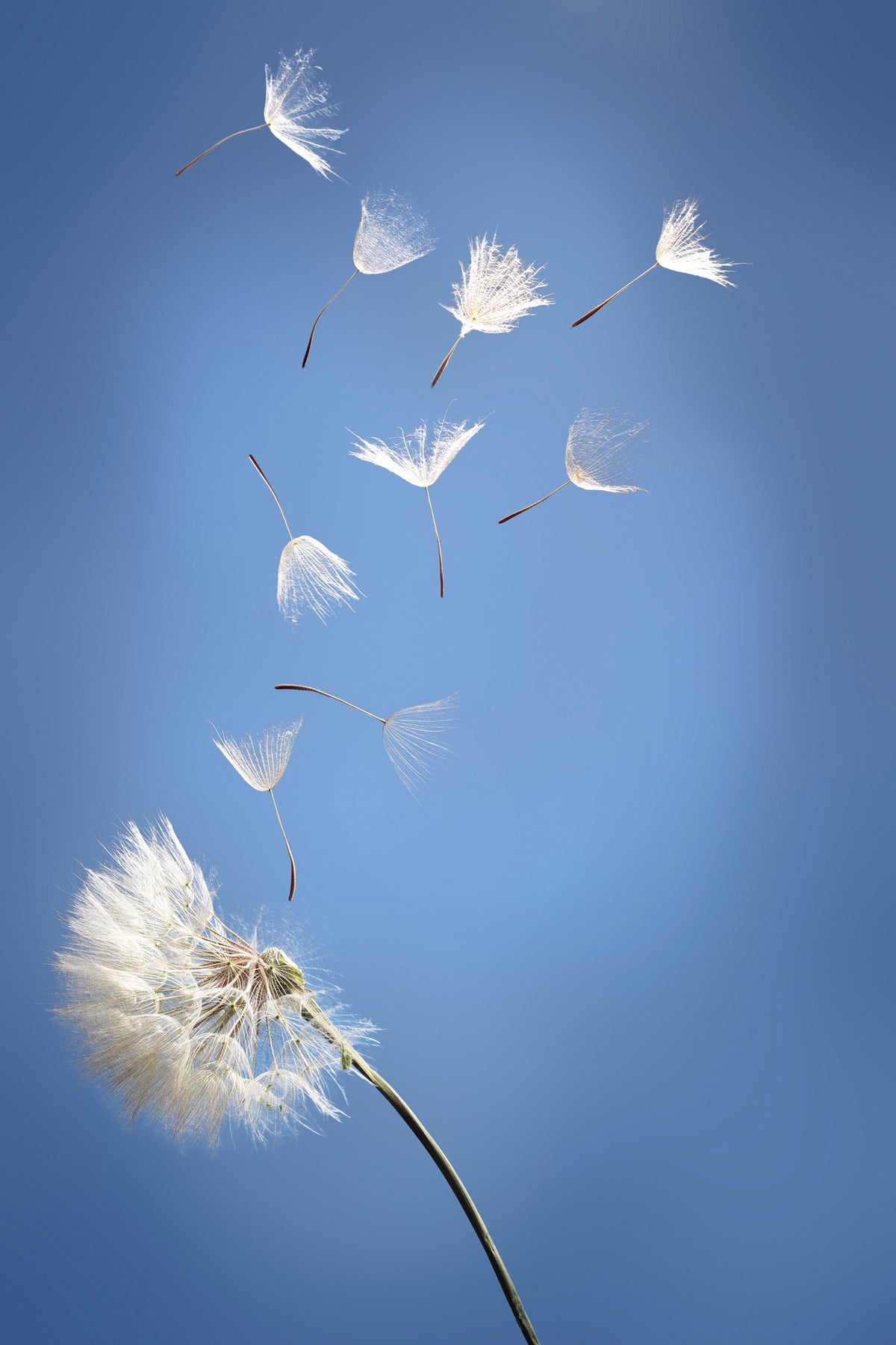 canvas-print-dandelion-xl
