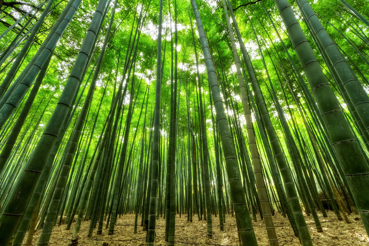 3-piece-aluminium-print-the-bamboo-forest
