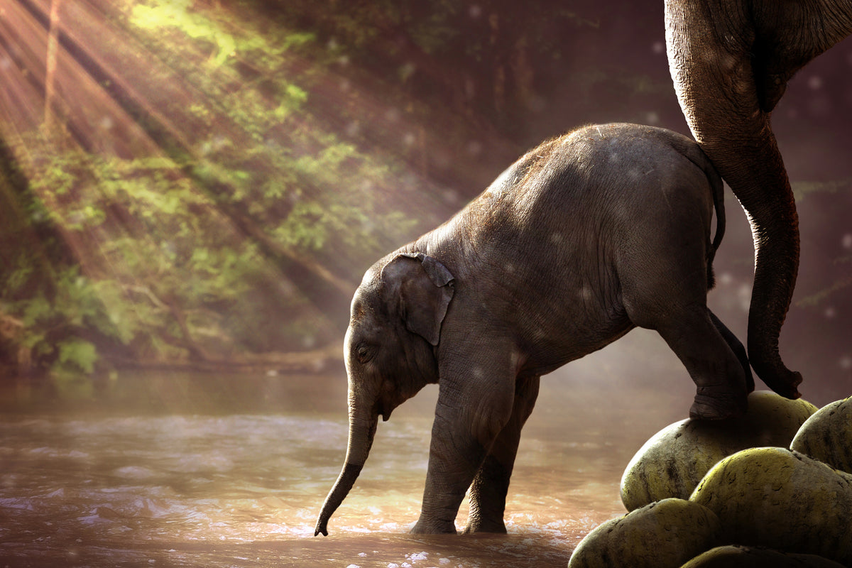 acrylic-print-the-elephant-baby