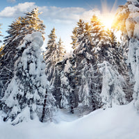 4-piece-acrylic-print-fir-in-snow