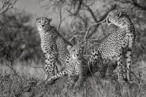 3-piece-acrylic-print-three-cats