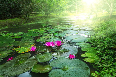 poster-print-garden-pond