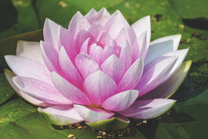 acrylic-print-water-lily-in-pink