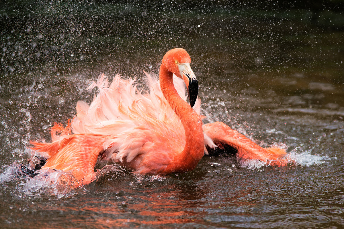 acrylic-print-bath