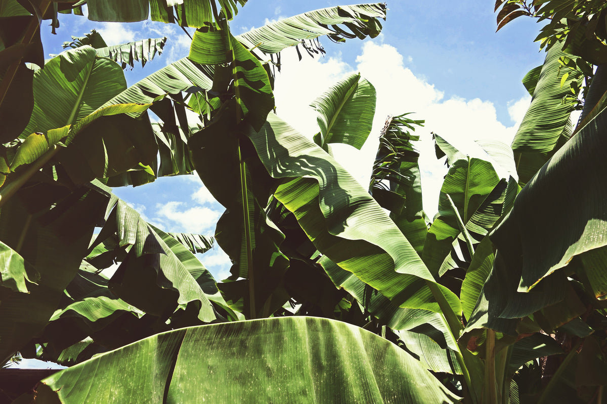 framedcanvas-print-in-the-middle-of-the-jungle