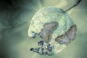 framedcanvas-print-duet