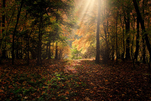 modern-3-piece-acrylic-print-the-deciduous-forest