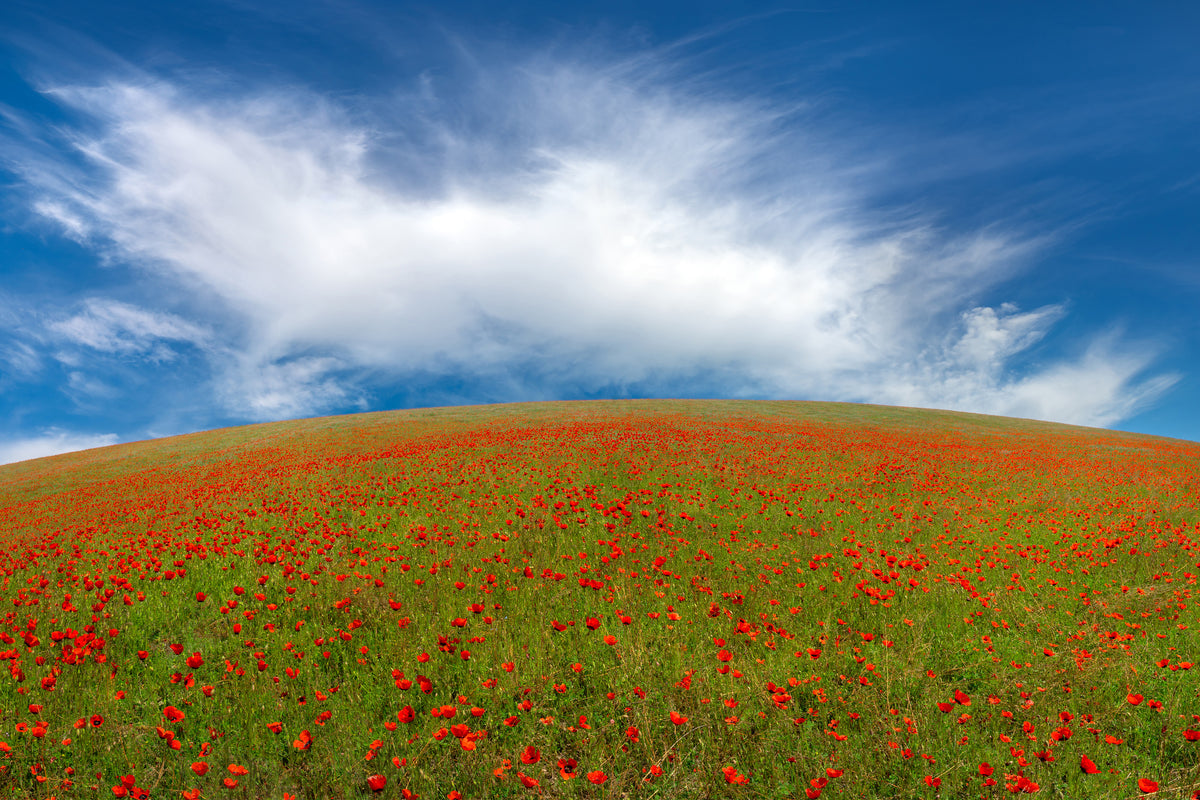 framedcanvas-print-red-poppies