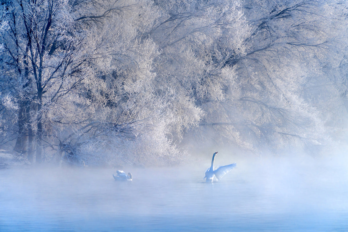 canvas-print-swan-lake-x