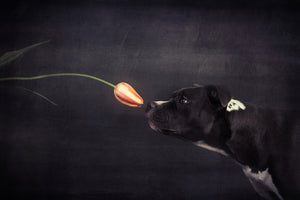 acrylic-print-first-approach-hildegard-and-the-tulip