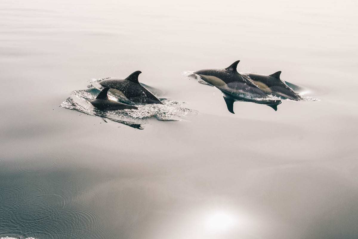 framedcanvas-print-the-dolphins