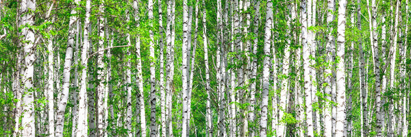 panoramic-3-piece-aluminium-print-the-birch-forest-panorama