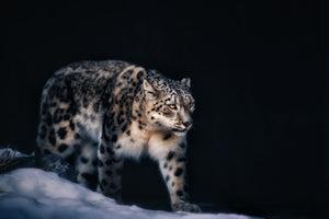 acrylic-print-snow-leopard-x