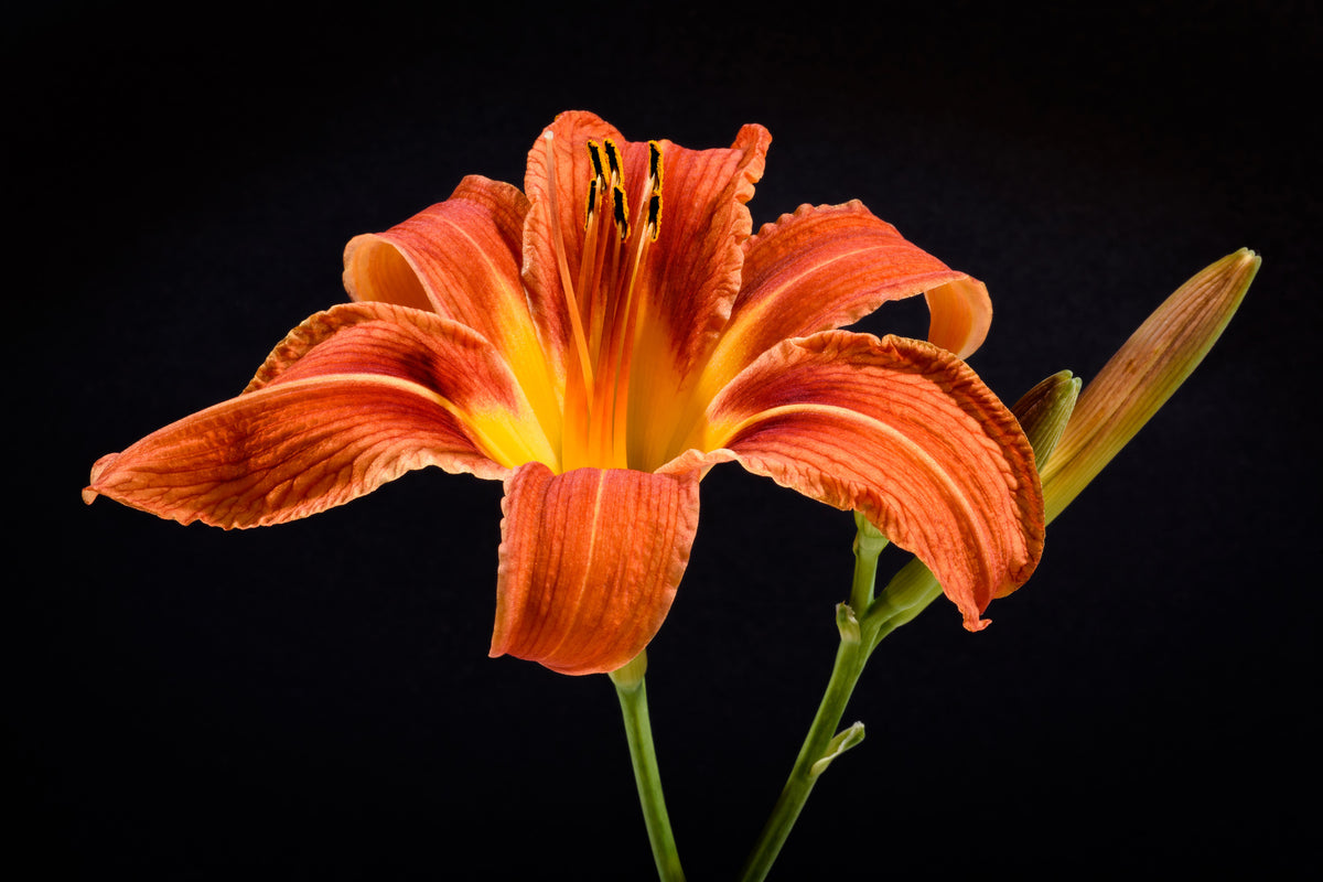 3-piece-canvas-print-a-lily-flower-in-orange