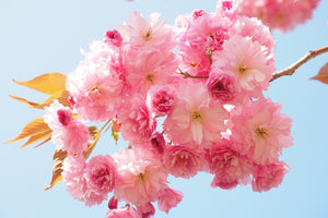 poster-print-the-cherry-blossoms