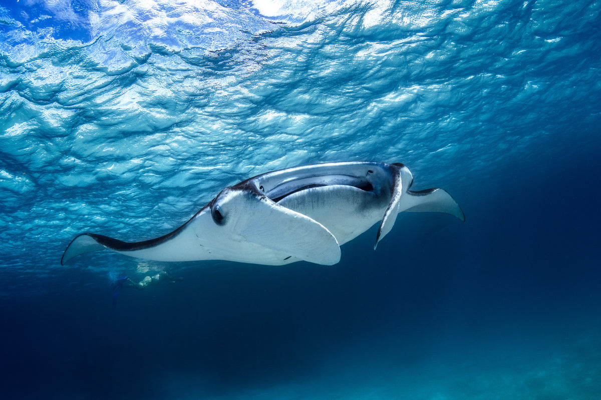 aluminium-print-manta-ray
