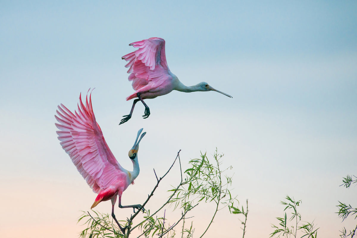 aluminium-print-rosy-pair