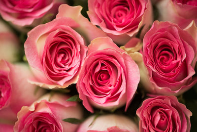 poster-print-rose-love
