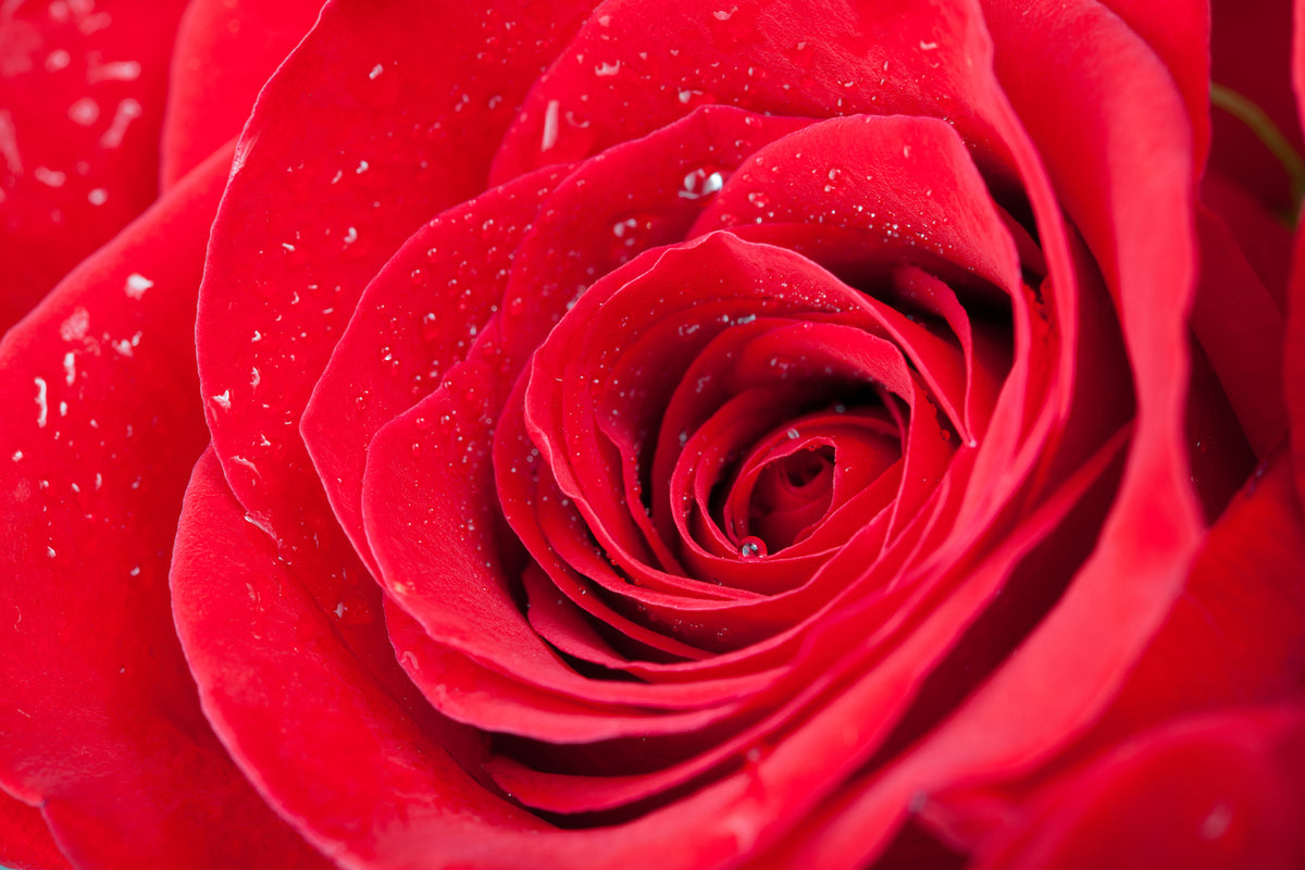 aluminium-print-red-rose-in-morning-dew