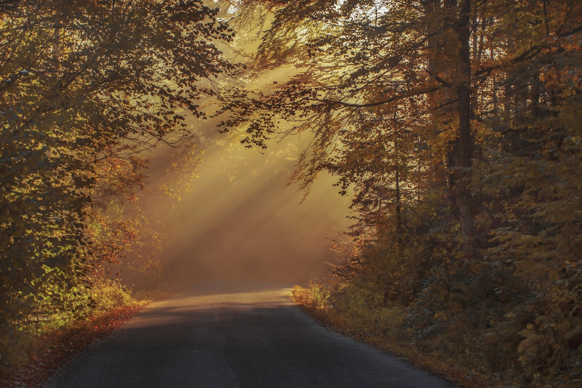 modern-3-piece-canvas-print-sunbeams-in-the-forest