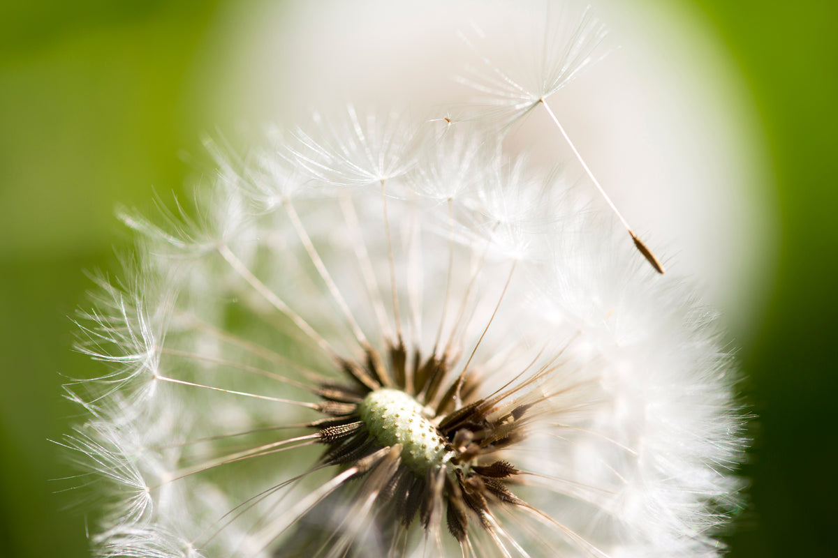 3-piece-canvas-print-blowball-dandelion