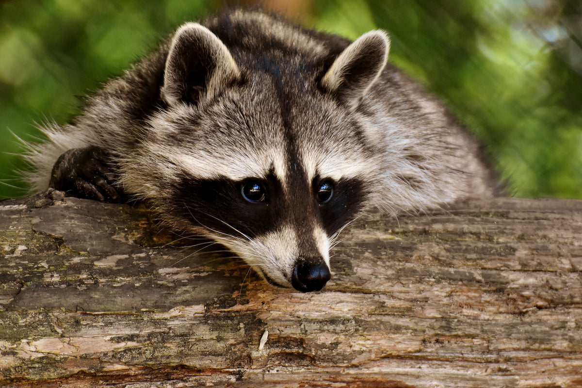 acrylic-print-the-cute-raccoon