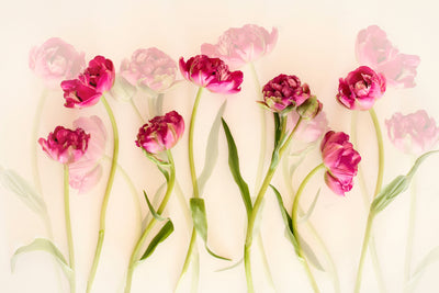 poster-print-tulips-xgj