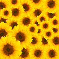 4-piece-aluminium-print-a-bouquet-sunflower