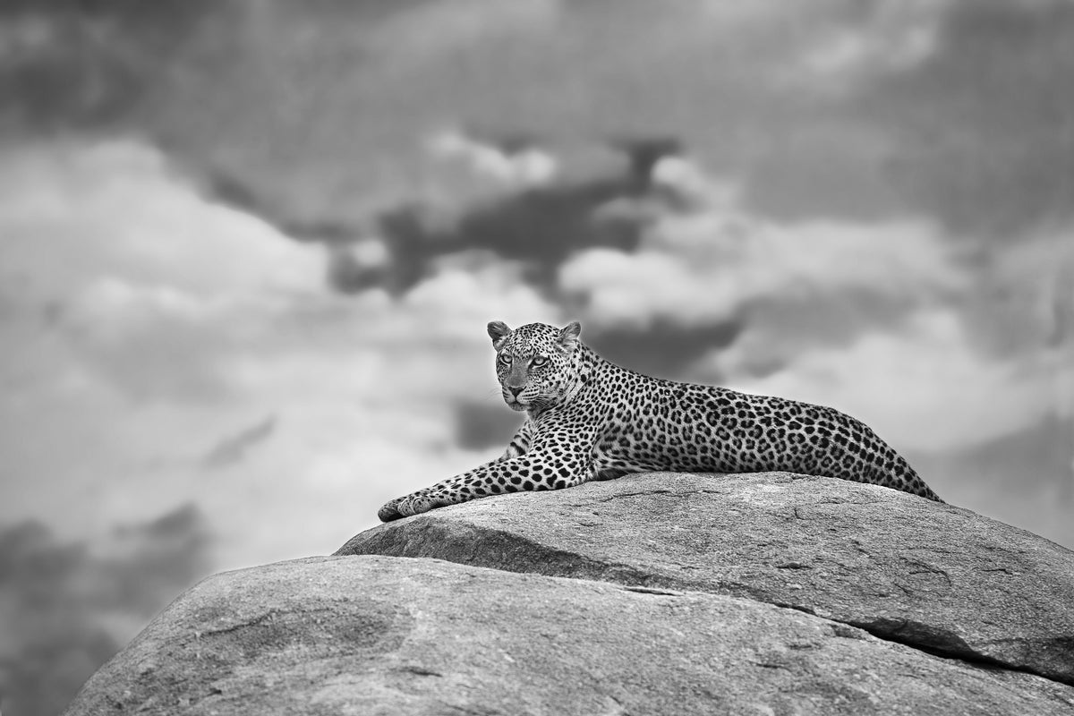 acrylic-print-leopard-on-a-kopje-x