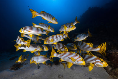 poster-print-fish-in-the-dance-of-the-waves