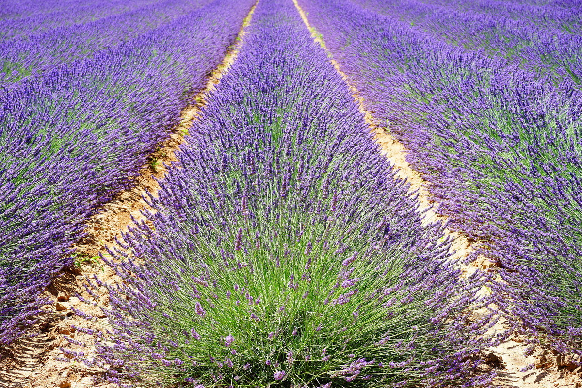 3-piece-acrylic-print-the-lavender-field