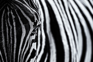 aluminium-print-the-look-of-nature-x