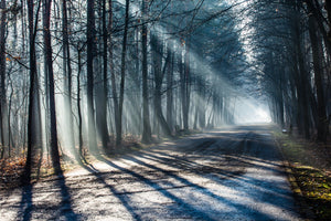 acrylic-print-forest-in-the-light-beam
