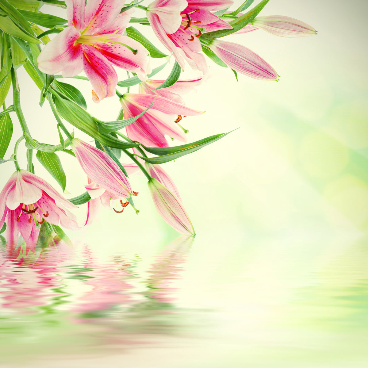 9-piece-acrylic-print-lilies-on-water