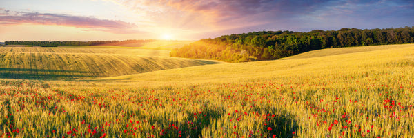panoramic-aluminium-print-a-flower-field-at-sunrise-panorama