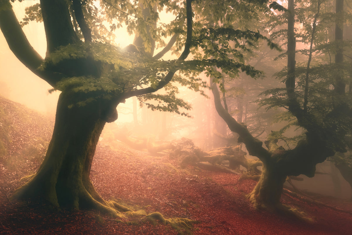 aluminium-print-fangorn-forest-x