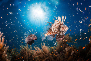 acrylic-print-lionfish-ii