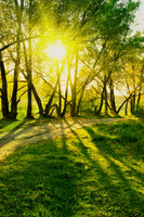 acrylic-print-forest-path-in-sunlight
