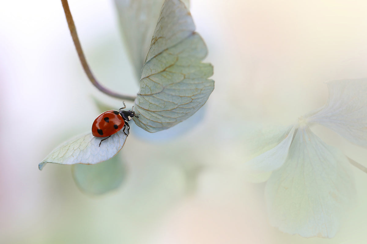 aluminium-print-ladybird-on-bluegreen-hydrangea-x