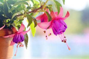 modern-3-piece-canvas-print-the-fuchsias
