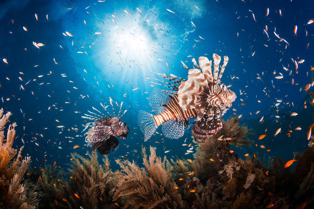 3-piece-acrylic-print-lionfish-ii